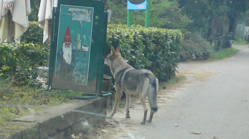 Dit is dus geen wolf